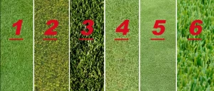 Different Types Of Grass Used On Golf Courses