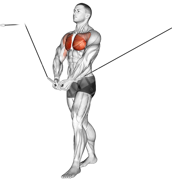 Upper Chest Exercises