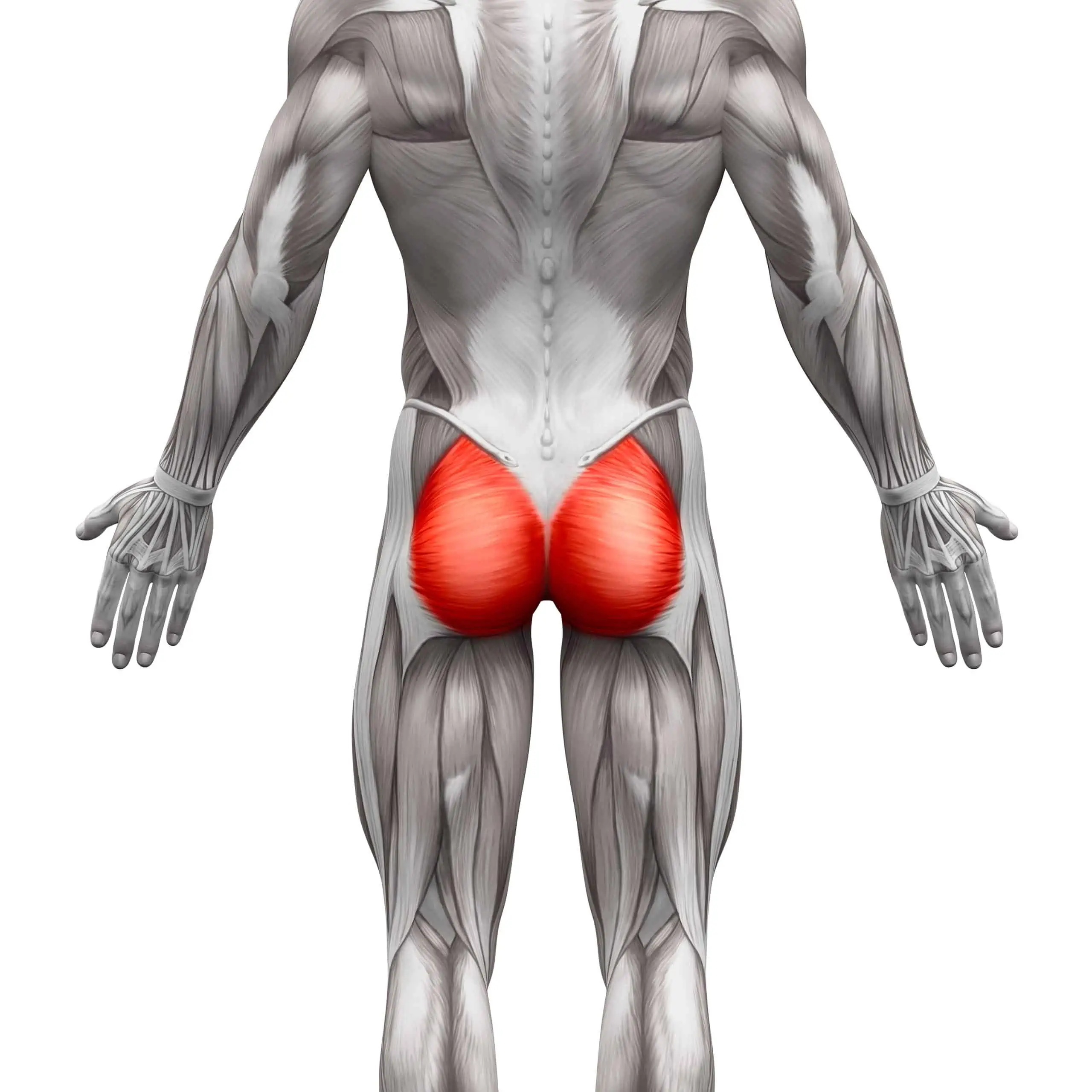 Gluteus Maximus Exercises