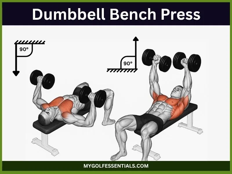 Dumbbell Bench Press: Everything You Need To Know In 2025